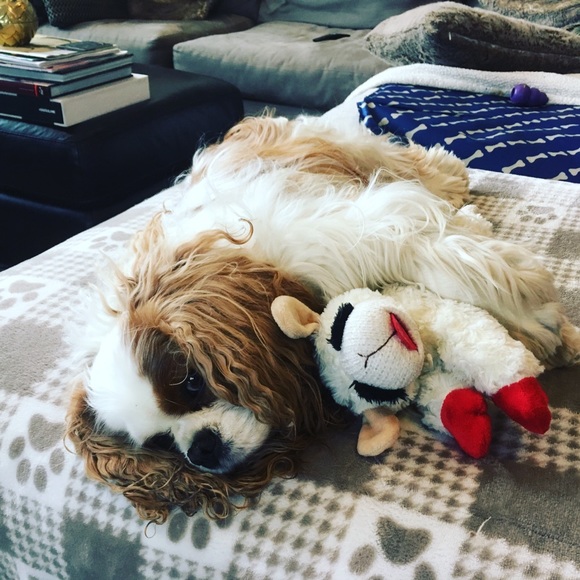 All Proceeds Support This Guy 🐶 - Picture 5 of 5